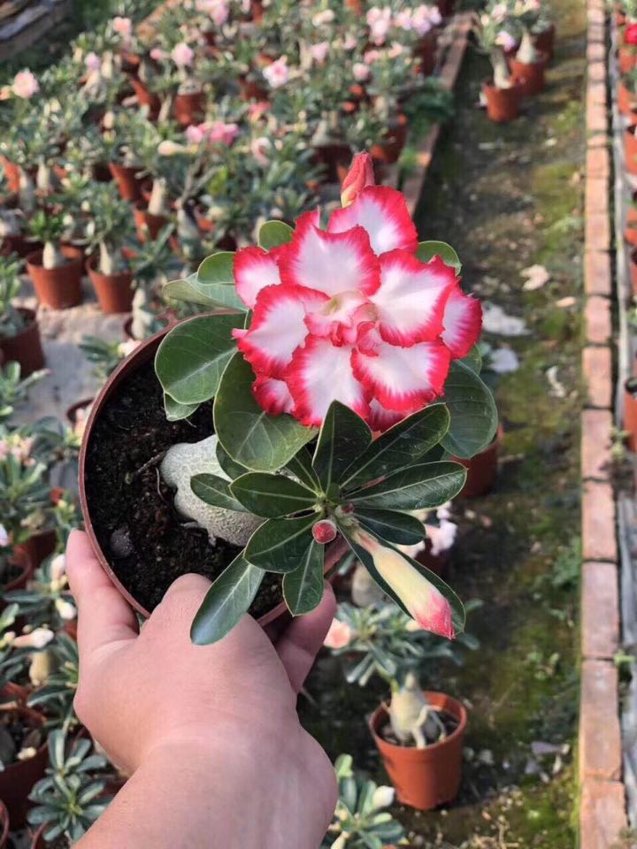 Cây giống Hoa Sứ Thái kép