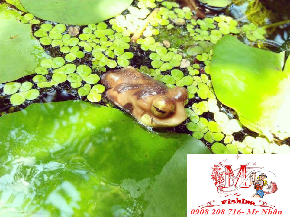 Mồi lure Lóc Frog Toon Thái Lan 2018