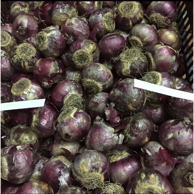 (Giá sỉ) củ hoa tiên ông.