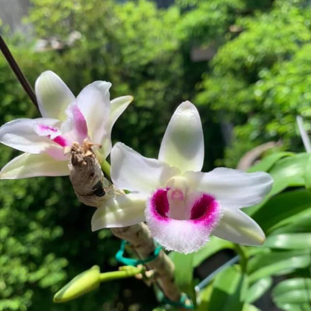 Phi Điệp Lá Mít Văn Sơn Kie Năm 2
