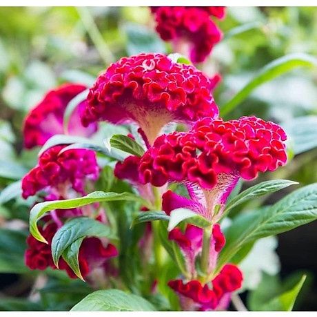 #Hạt giống mào gà búa