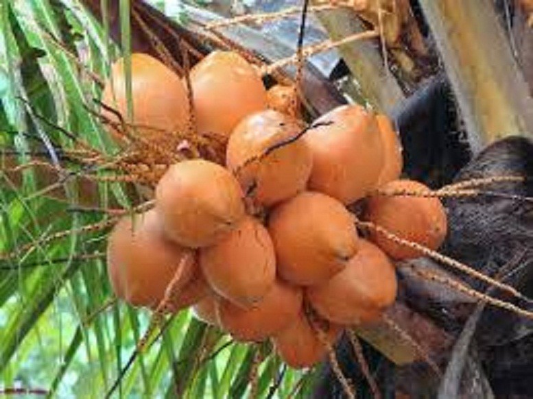 Cây giống dừa xiêm lùn đỏ