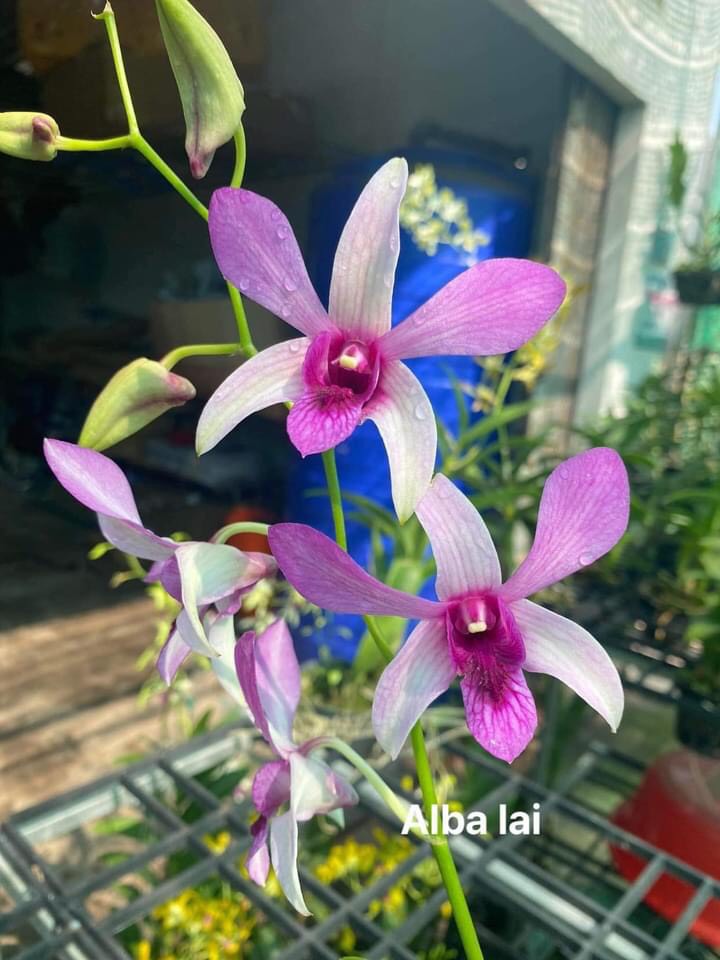 Hoa lan ALBA LAI PHI 12