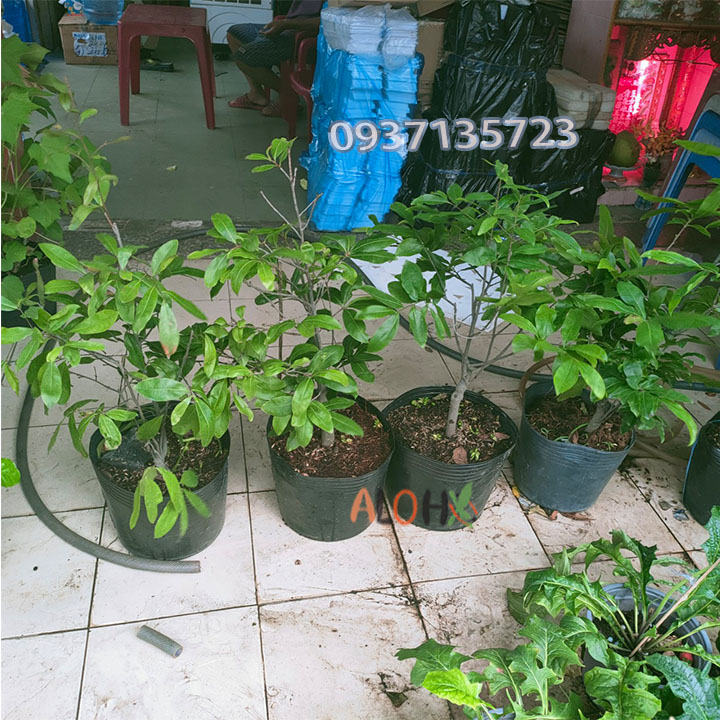 [HCM]CÂY MAI VÀNG -[CÂY TRUNG]