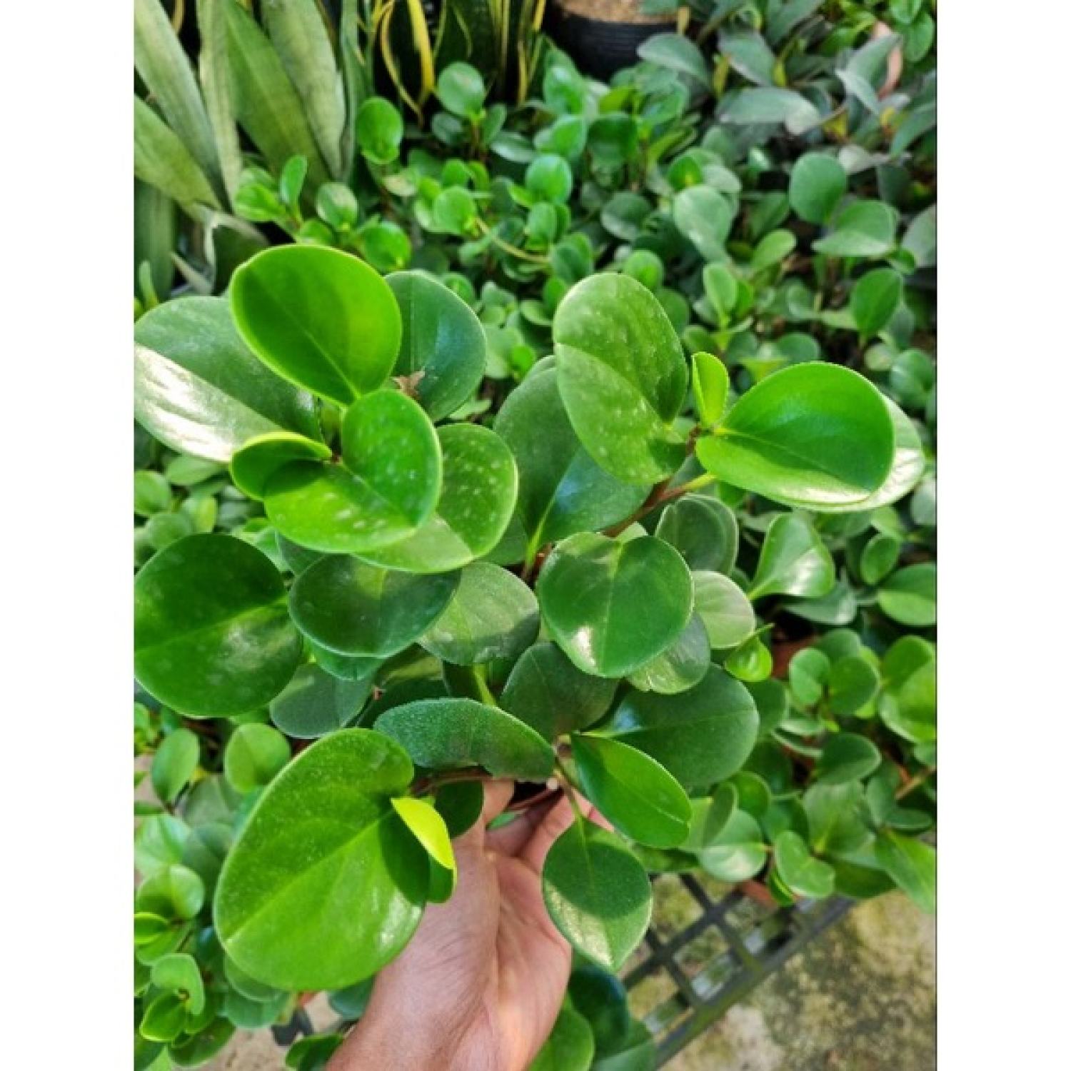 chậu cây trường sinh -  cây để bàn ( cây chưa bao gồm chậu)