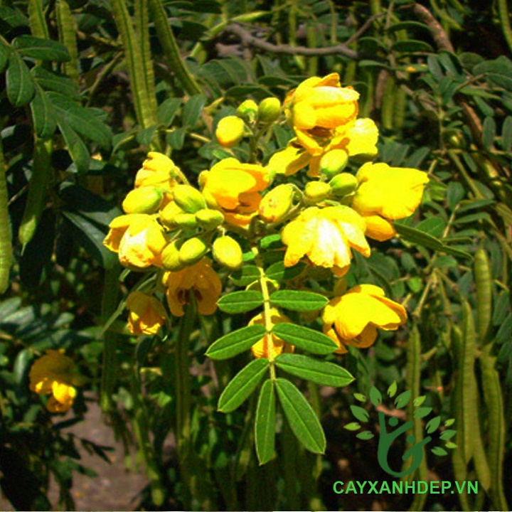 CÂY GIỐNG MUỒNG LÁ LẠC (muồng hoa vàng)