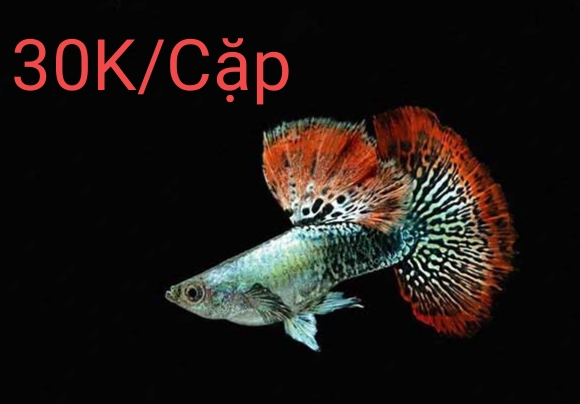 COMBO 4 CẶP RỒNG ĐỎ GEN SIÊU ĐẸP