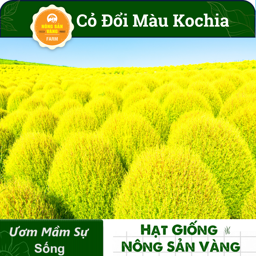 Grass seed Đổi color kochia (pack 100 seeds)