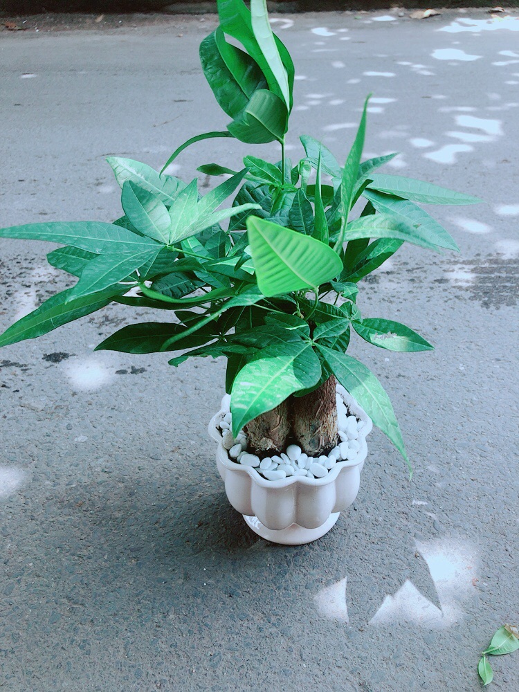 Chậu Kim Ngân 3 Thân Size Lớn