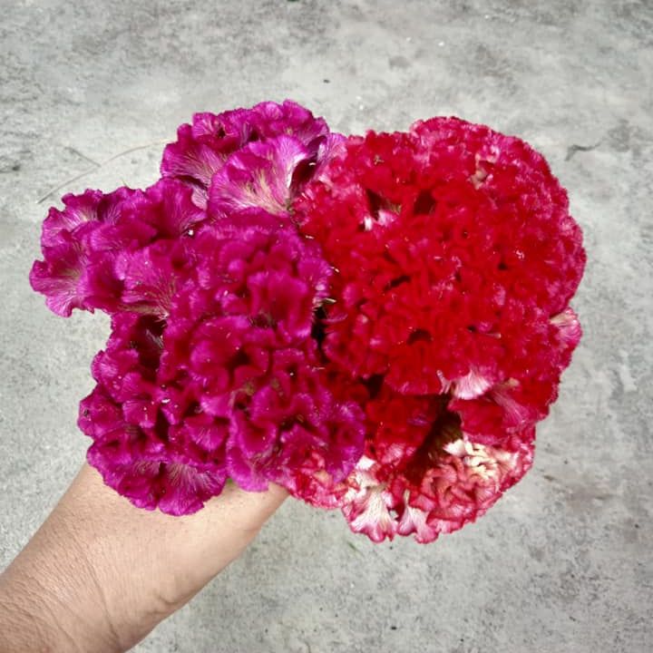 100 Hạt Hoa Mào Gà Búa (Mix Màu)