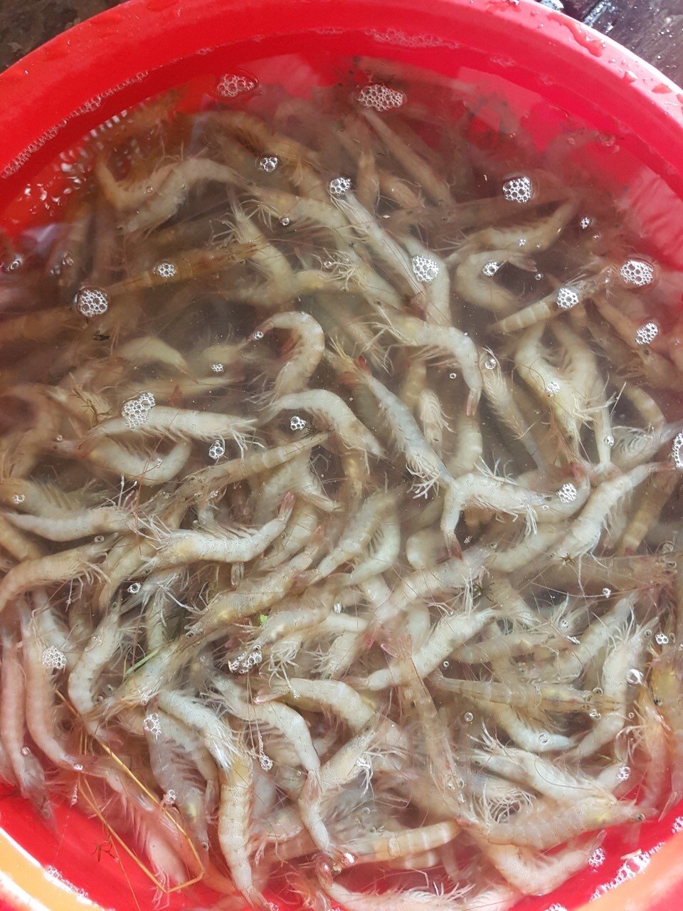 Mắm tép