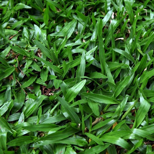 Hạt giống cỏ lá Gừng (cỏ lá Tre) - Gói 100 Hạt