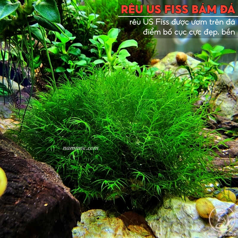 Rêu US Fiss (Phoenix Moss) - Loài Rêu Thuỷ Sinh Cực Đẹp, Dễ Chăm Và Rất Được Ưa Chuộng