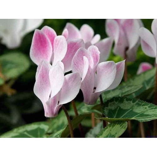 Phân bón lá Terra Sorb 4 Root siêu ra rễ chai 100ml