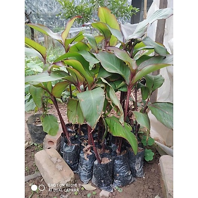 cây dong riềng đỏ - cây giống