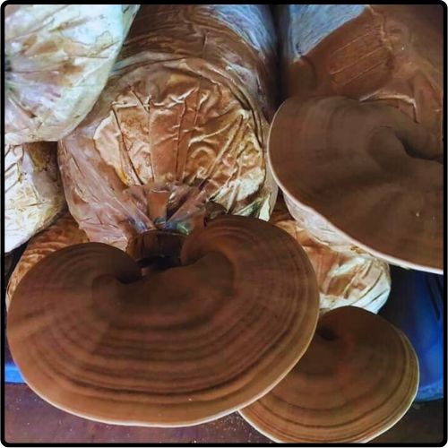 Phôi giống nấm Linh chi - (01 kiện 10 bịch nấm)