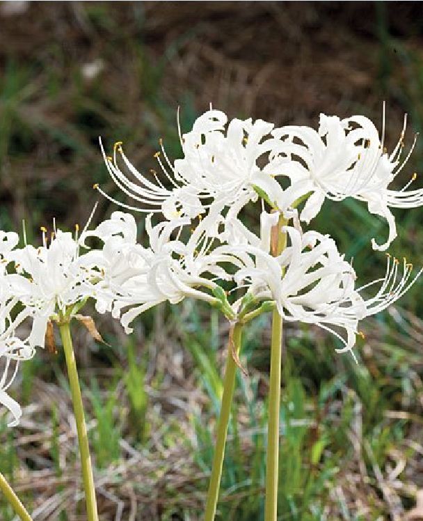 Củ giống hoa bỉ ngạn hoa màu trắng ( 1 củ )[Seeds]