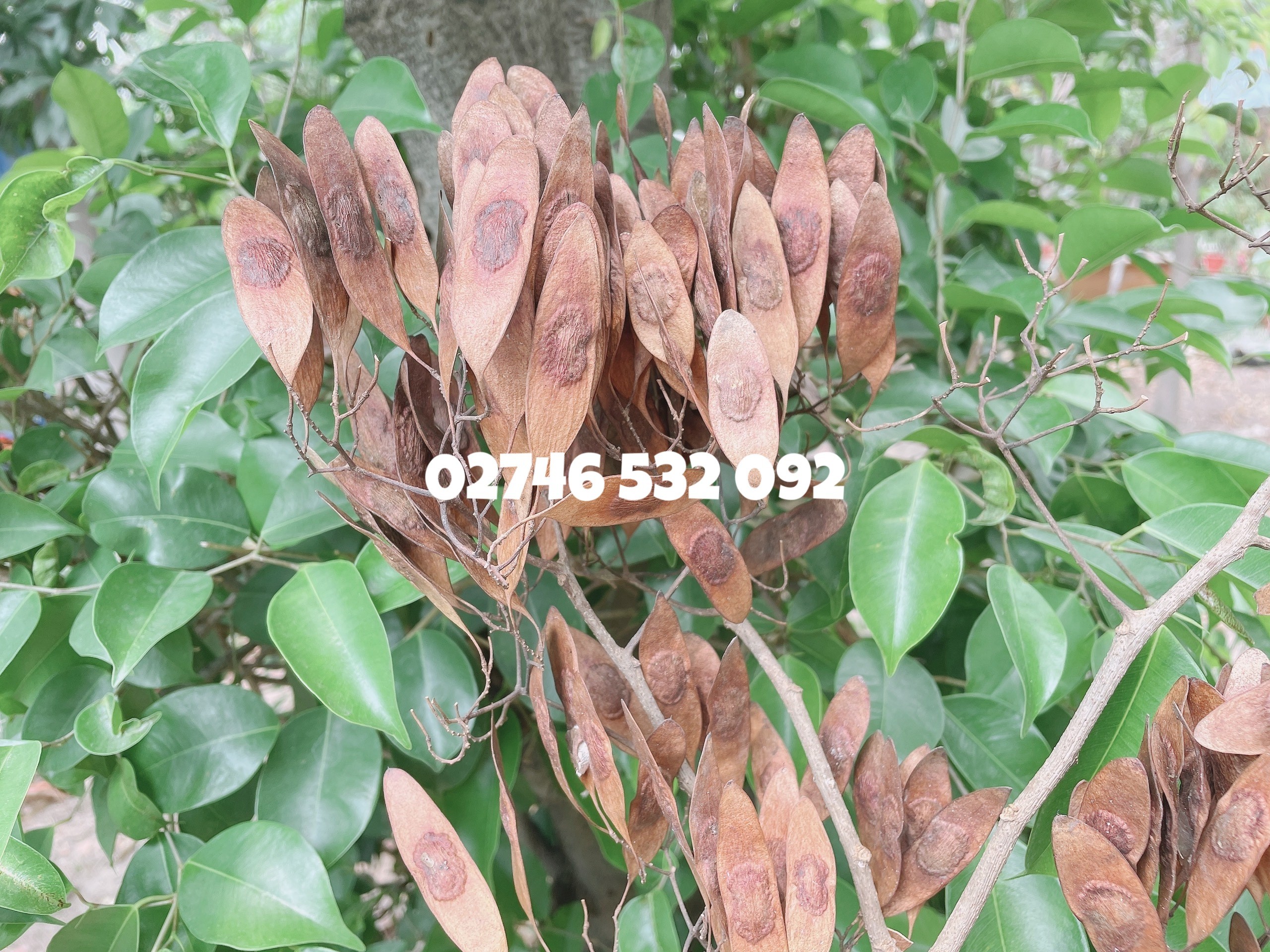 COMBO 10 HẠT GIỐNG SƯA ĐỎ (CÂY SƯA ĐỎ) QUÝ