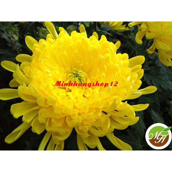 Hạt giống hoa Cúc Vàng