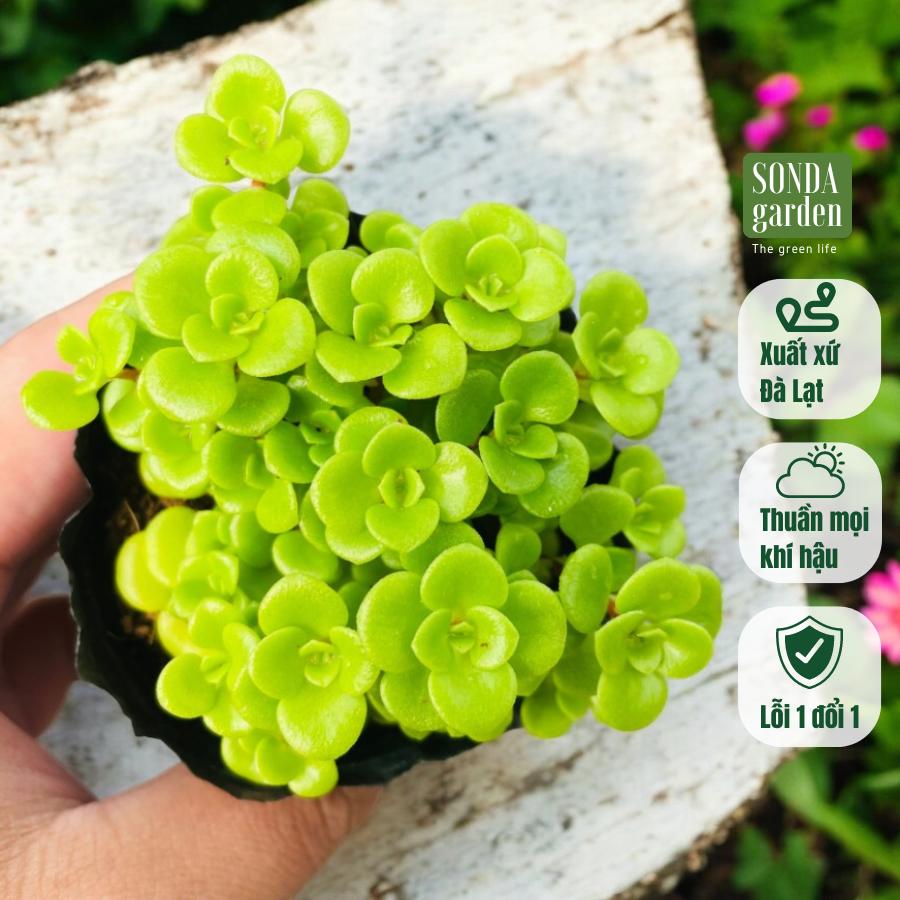 SEN ĐÁ SEDUM VẢY CÁ SIZE BÉ, LỖI 1 ĐỔI 1