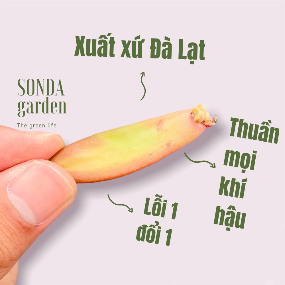 Lá mầm sen đá đá cam sonda garden , xuất xứ đà lạt, khoẻ đẹp, lỗi 1 đổi 1