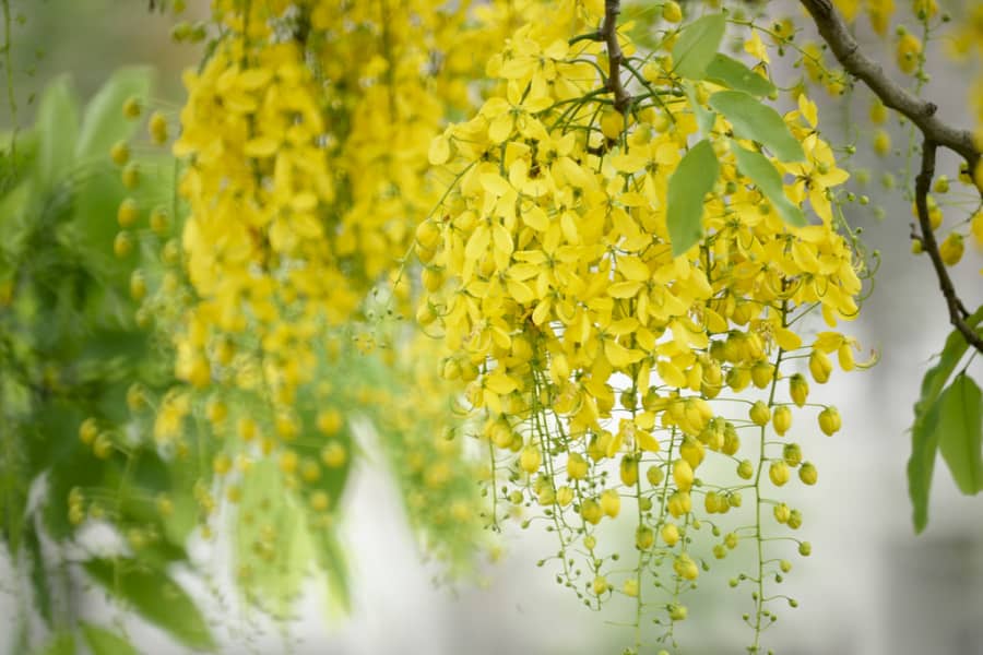 [HCM]Hạt giống hoa hoàng yến