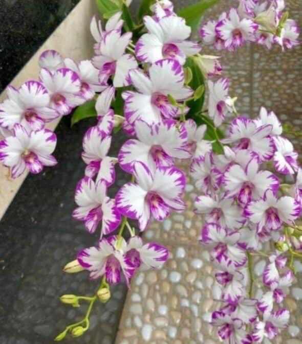 Chớp Enobi ( Chớp sữa ) Chậu F12