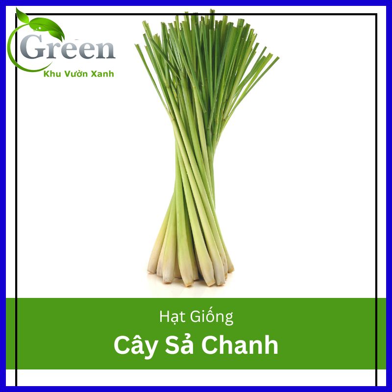 Hạt Giống Cây Sả Chanh (Gói 10 hạt) Sinh Trưởng Mạnh, Chịu Hạn, Thu Hoạch Nhiều Lần Lâu Dài