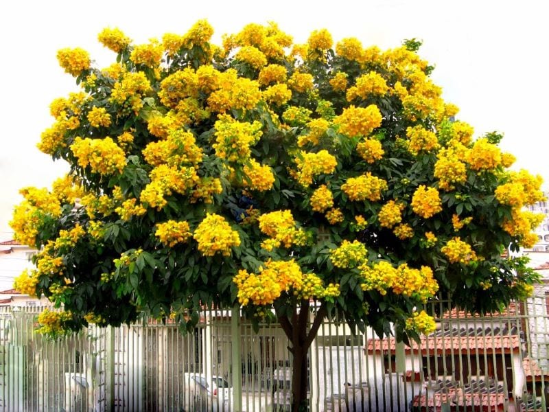 Hạt Giống Cây Giáng Hương ( Còn gọi là Đinh Hương ) - Gói 10 hạt