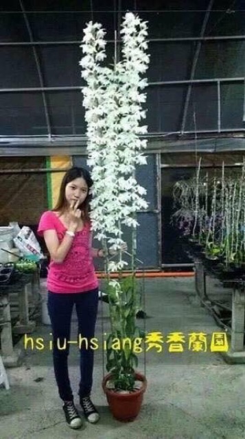 Hoa phong lan Đại Bạch Long hàng đài