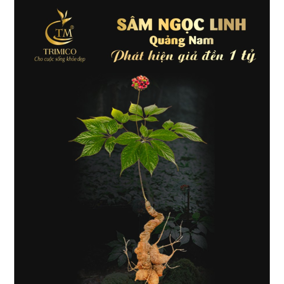 Sâm Ngọc Linh Ngâm Mật Ong Triết Minh  30ml -500ml