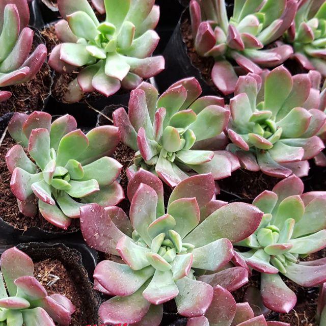 sen đá Mặt trời (sắc đỏ của cây tùy từng mùa)