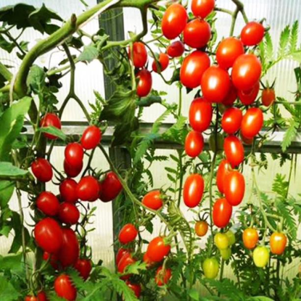 0.1Gr hạt giống cà chua bi đỏ lùn