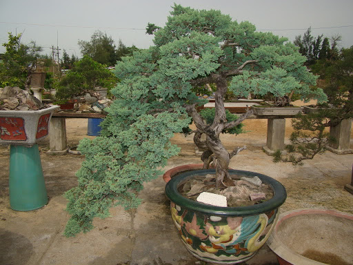 CHẬU CÂY TÙNG XÀ ( THỦY TÙNG--NGỌA TÙNG ) SIÊU ĐẸP
