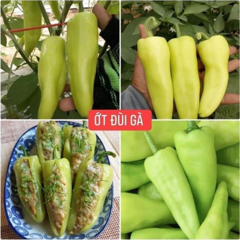 200 HẠT GIỐNG ỚT ĐÙI GÀ THÁI LAN CHỈ CÒN 25K