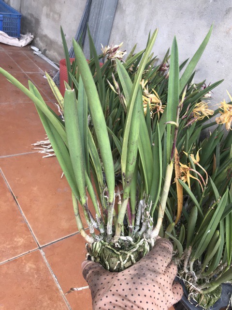 Hoa lan brass vàng đốm
