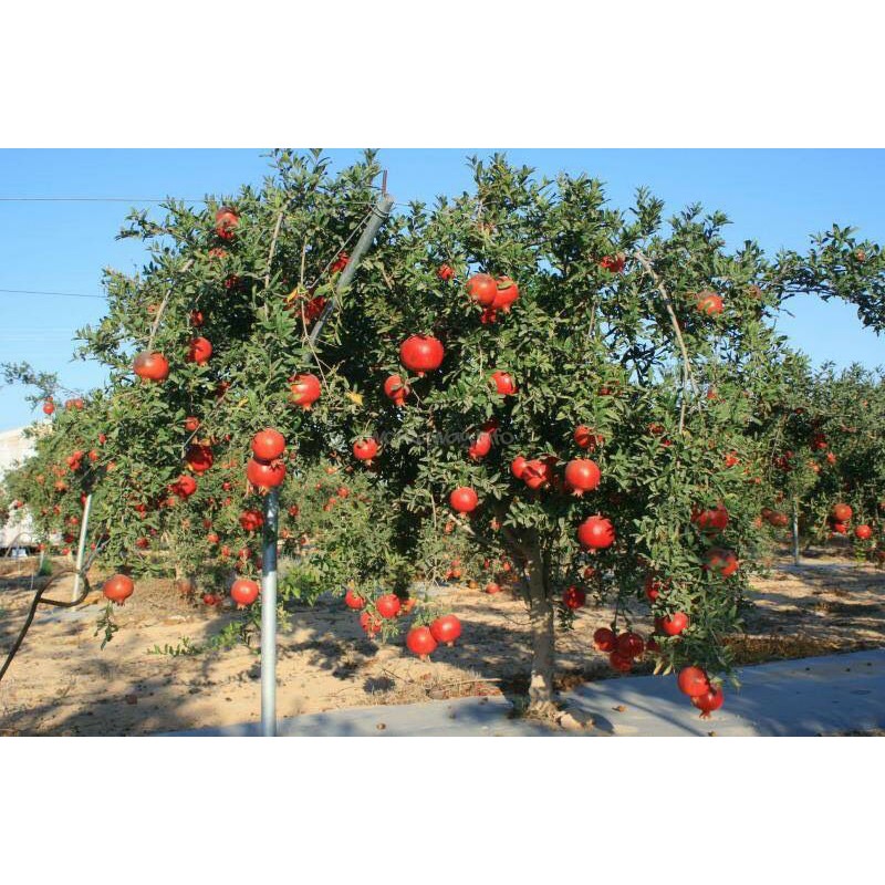 Cây Lựu đỏ Ai Cập đang trái