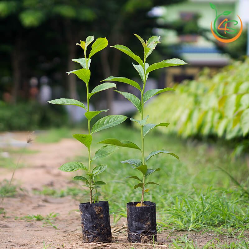 Giống Cây Hoa Bằng Lăng Tím, Cây Cao 40-50cm