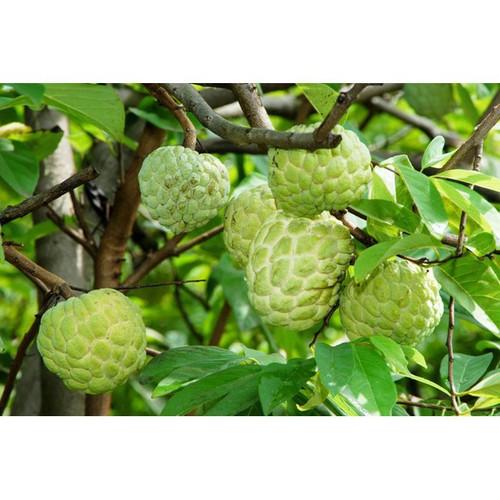 [HCM]Phân bón đầu trâu đa năng 20-20-15 (1kg/gói)