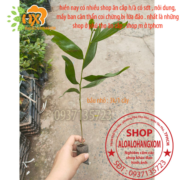 [HCM]combo 50 cây tràm lai cây giống