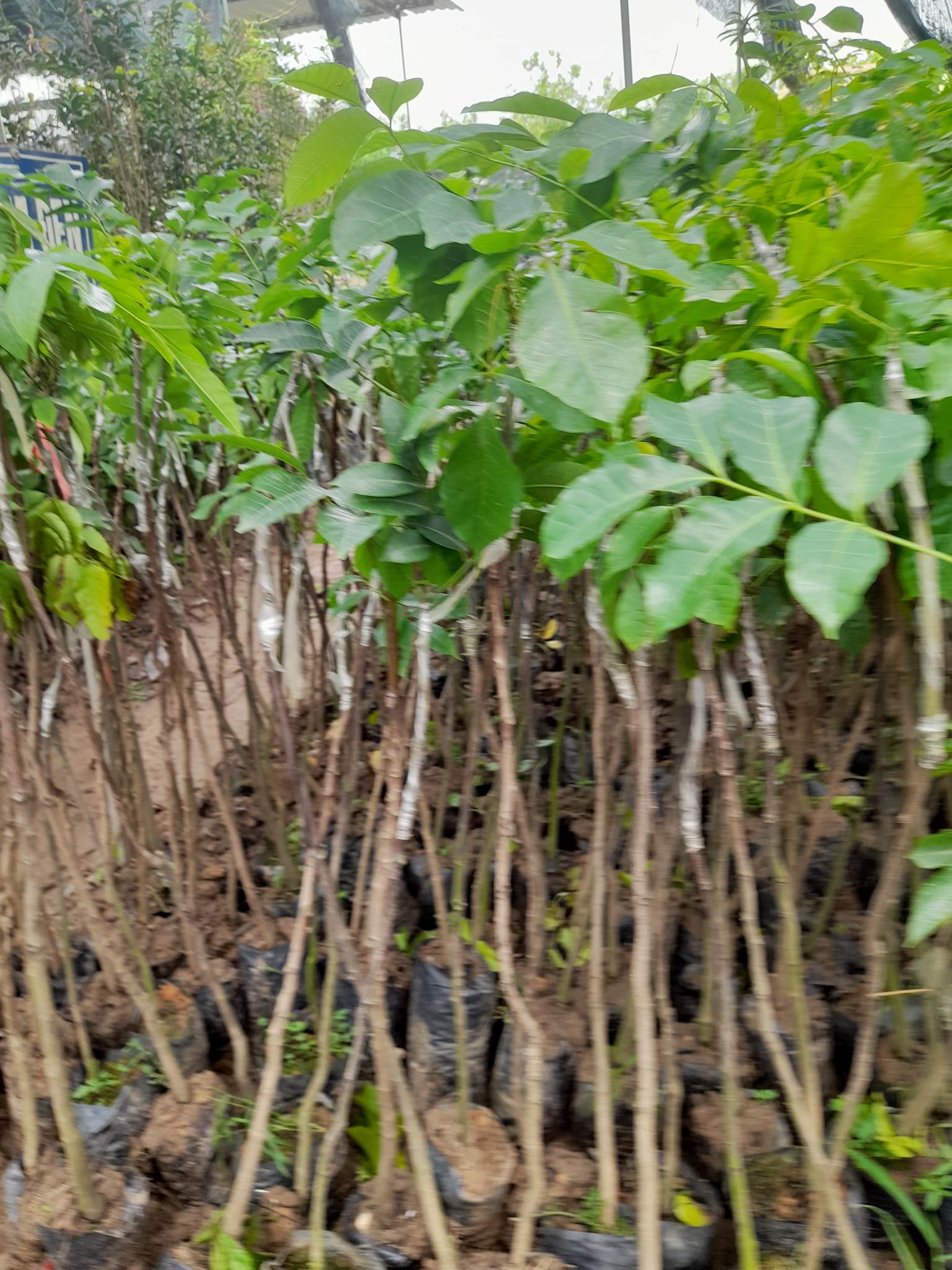 Giống Trám Đen-Cây Ăn Trái+Tặng kèm phân bón