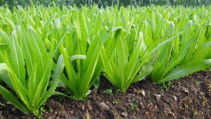 Hạt giống rau Diếp Thơm