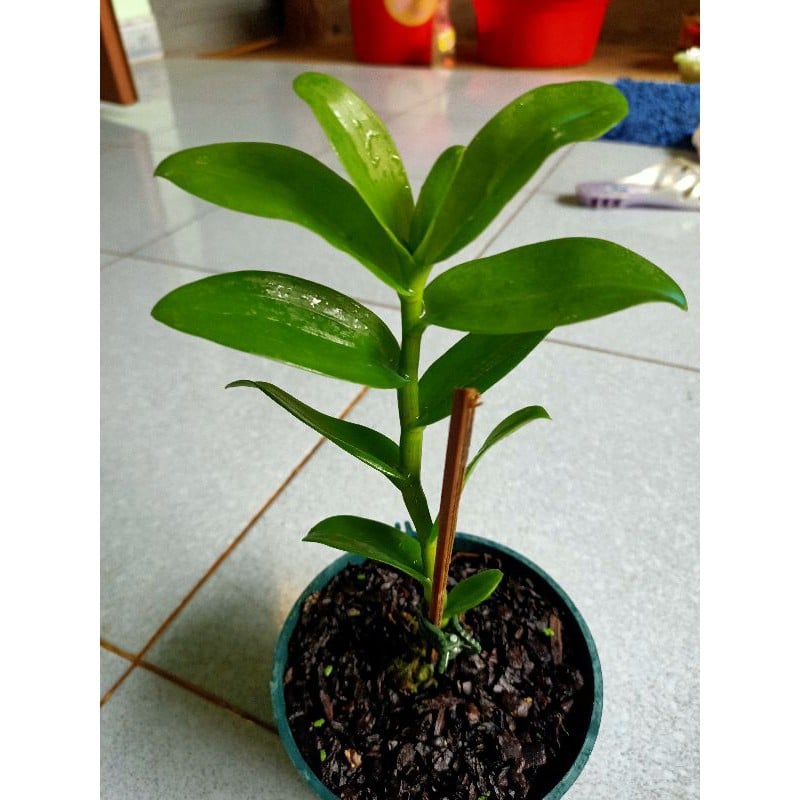 Cây giống Lan Giả Hạc Lưỡi Nhung
