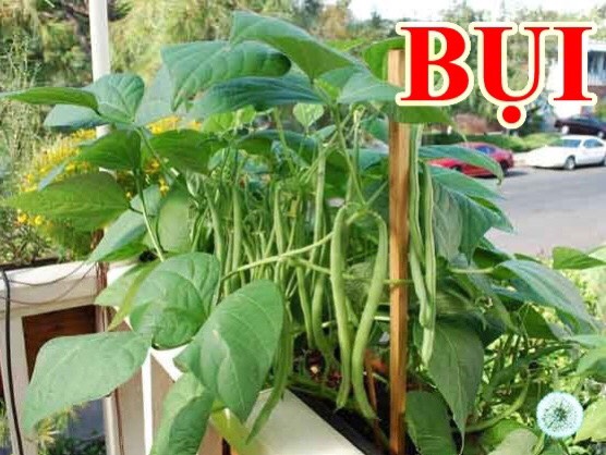 🍒Hạt Giống Đậu Cove Bụi 🍒 ( Nảy mầm tốt, Năng suất cao, Chịu sâu bệnh) -20gr/gói