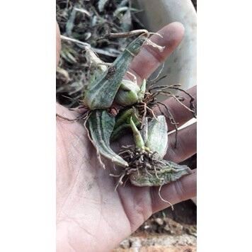 Củ hoa Lan bầurượi(2 củ) HOA TẾT