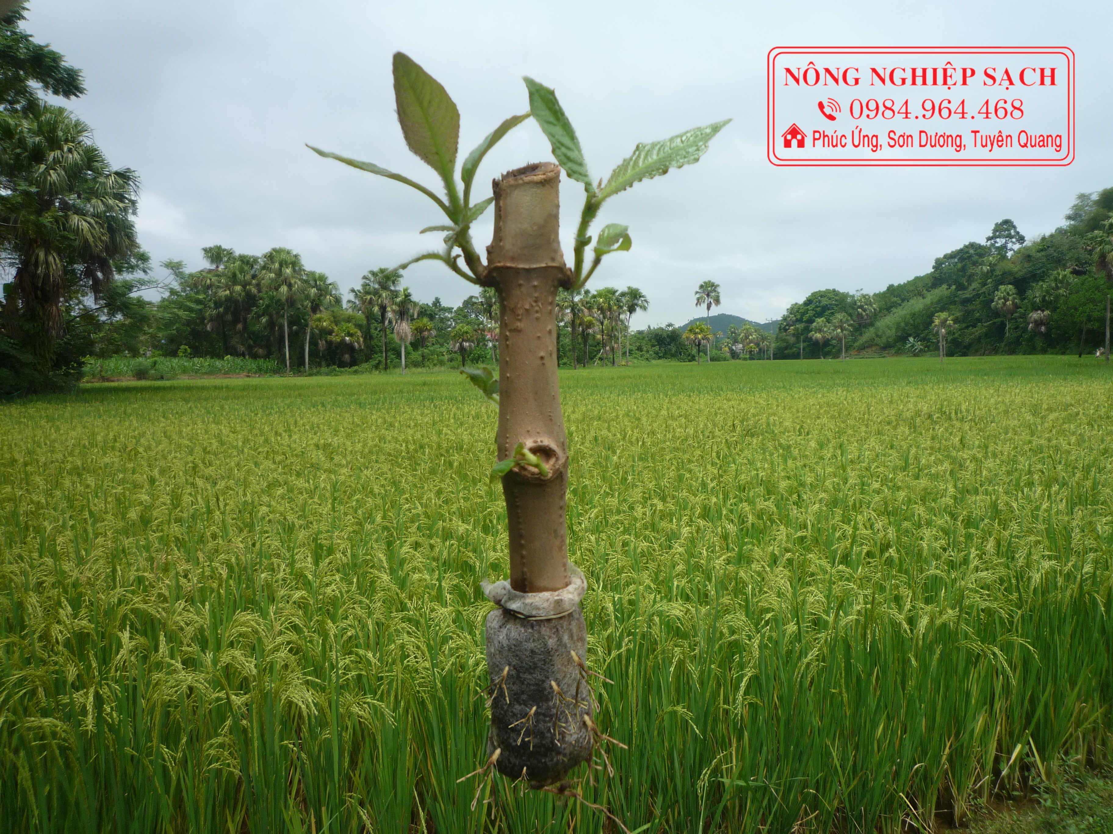 cây chè khổng lồ.(40 cây)