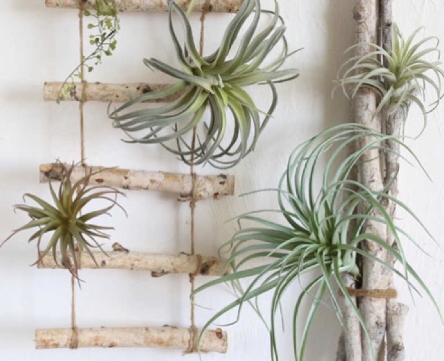 Cây Không Khí Tillandsia Houston (Hồng Hạnh)