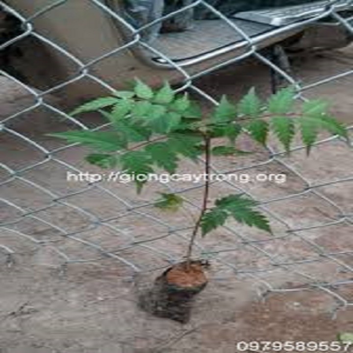 COMBO 5 CÂY GIỐNG XOAN ĐÀO