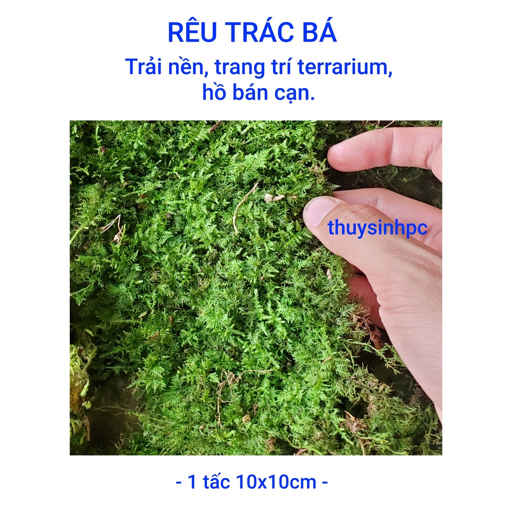 Rêu Trác Bá trang trí hồ thủy sinh bán cạn