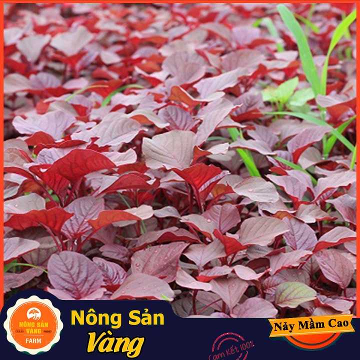[HCM]Hạt giống Rau Dền Đỏ ( Gói 20 Gram ) - Nông Sản Vàng
